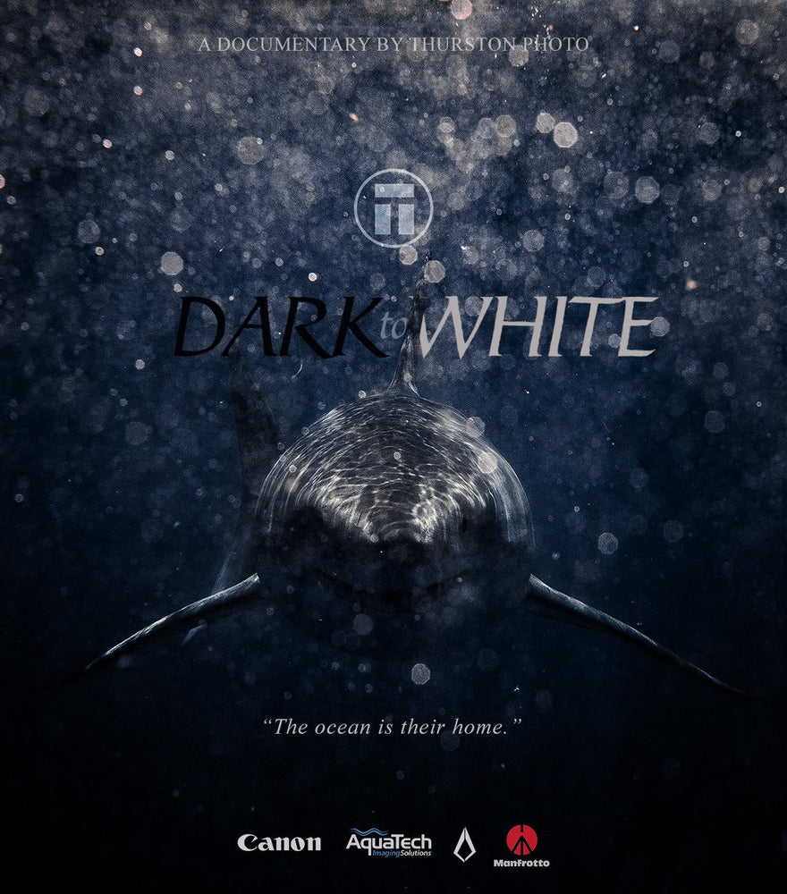Dark to White shark video