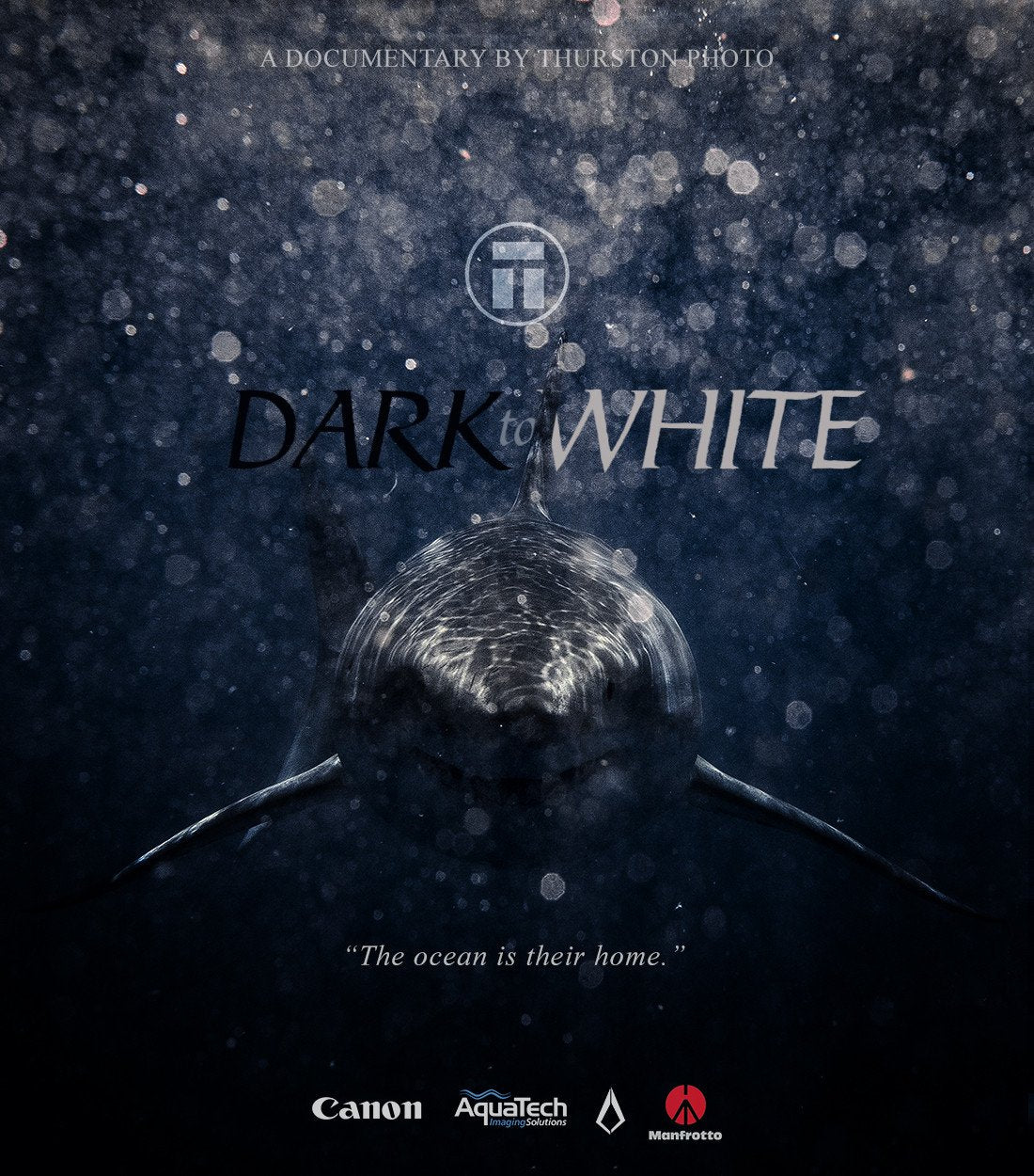 Dark to White shark video