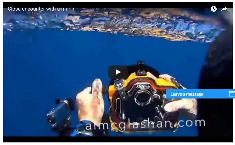 Al McGlashan Swims with Marlins - AquaTech.AU